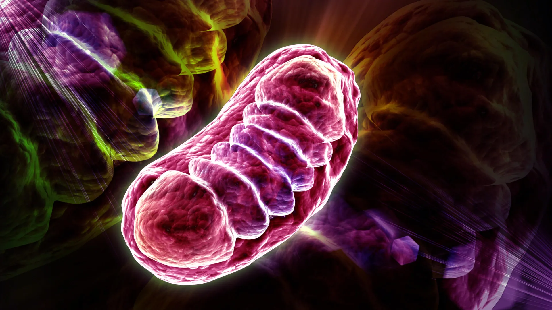 A colorful, stylized 3D illustration of a mitochondrion.